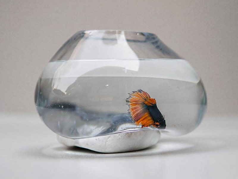 تنگ ماهی کوچک