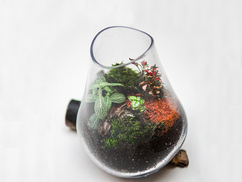 انواع تنگ ماهی